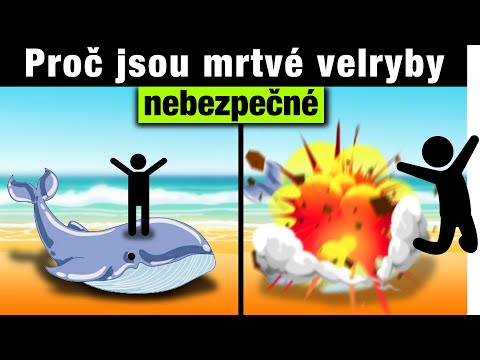 Video: Zajímavá Fakta O Velrybách