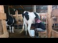 TEMBEA SHAMBA BORA ZAIDI TANZANIA 100 Dairy Cows Farm A Secret Feed Giving 40 Litres Per COW HOW TEMBEA SHAMBA BORA ZAIDI TANZANIA 100 Dairy Cows Farm A Secret Feed Giving 40 Litres Per COW HOW
