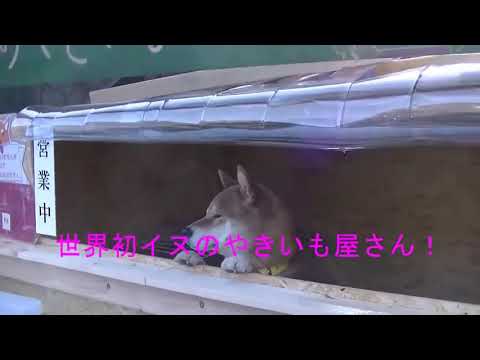 Chú chó shiba quản lý quầy khoai lang nướng ở Nhật khiến 5000 anh em mong mỏi được diện kiến một lần
