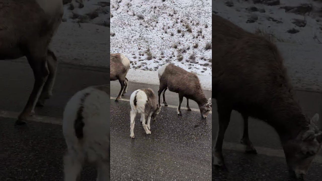 Dodging Rams in a Ford 