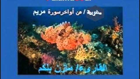 مغربية خاشعة من أواخرسورة مريم القارىء مازن بلكم 1436