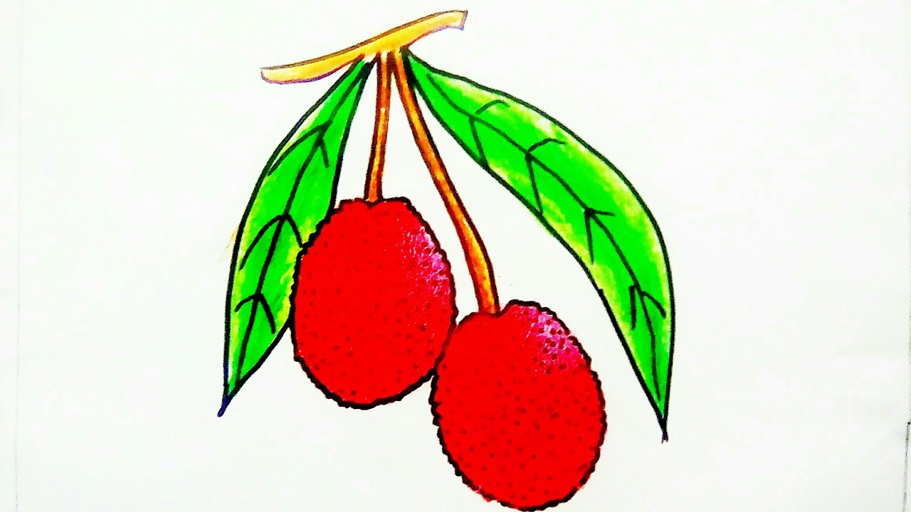 Litchi drawing easy