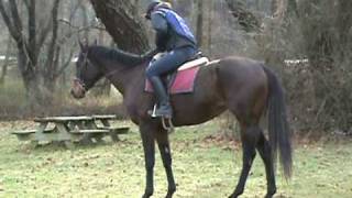 Horse For Sale Lola, Fancy Hunter Mare With A-Circuit Potential Iv