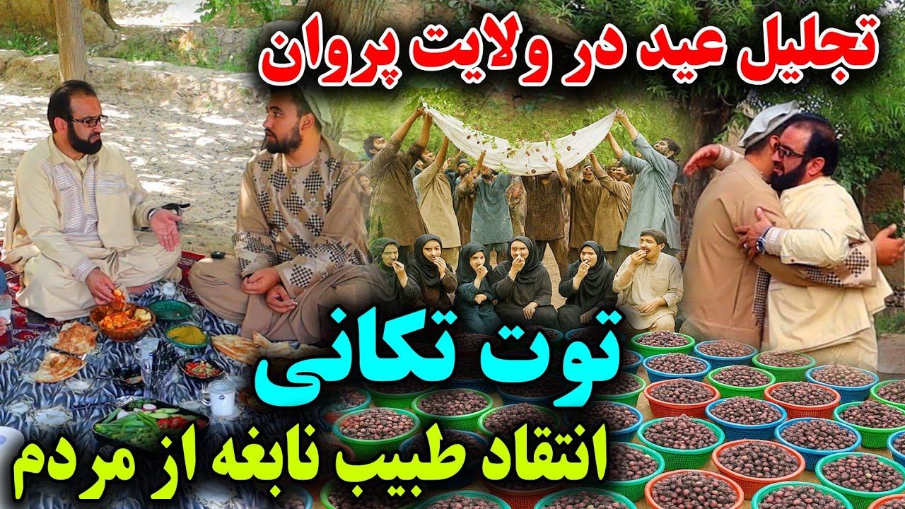 Shamali Mulberry 🍇☘️مهمانی خاص طبیب چیکل و توت شمالی