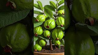 Ready to grow your own guava tree at home? propagate guava tree by air layering using just cloth