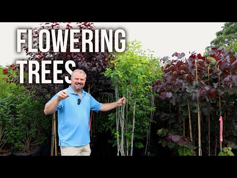 Video: 10 Trees With White Flowers - Flowering Trees With White Blossoms