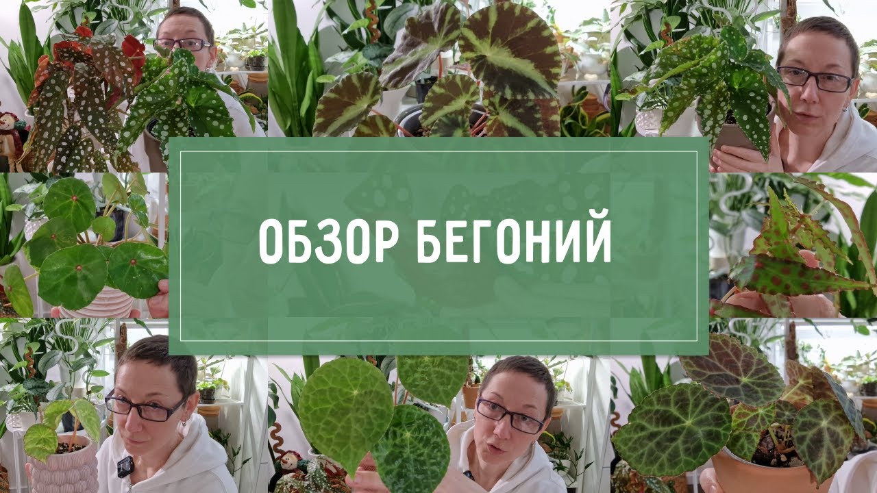 ОБЗОР моих БЕГОНИЙ