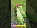 #parrot #nonstoptalkingparrot #birds #talkingparot #sort #ytsort #viral #video