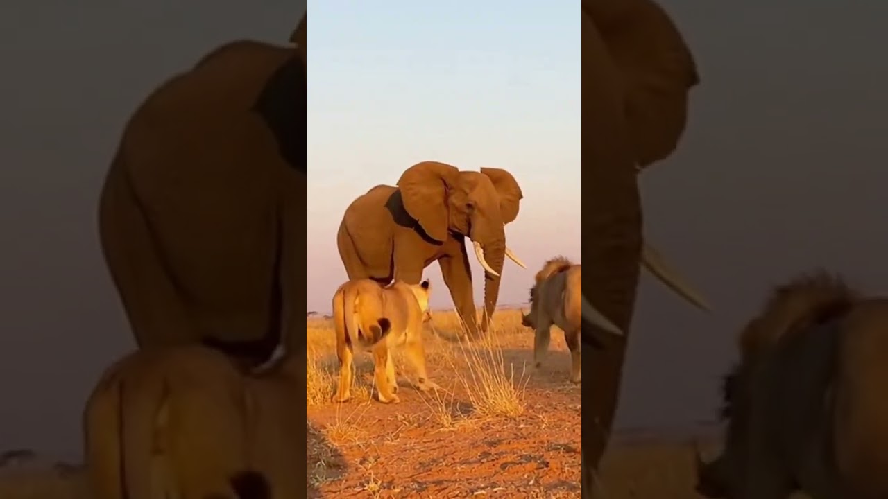 OH MY GOSH LOOk elephant didn't let the lions eat  the pig 