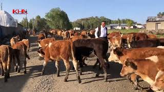 Danaların Köye Gelişi