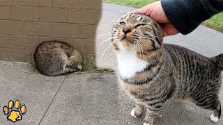 The Street Cat Couldn't Hide His Joy When the Kind Woman Called Him to Her screenshot 4