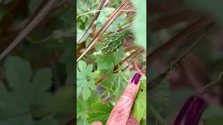 ମଞ୍ଚା ବନେଇବା ପରେ ସବୁକିଛି Change ହେଇଗଲା। 💚#GardenLife #HomeGarden #Gardening #PlantLover