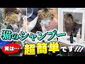 【プロ直伝!猫のお風呂テクを大公開!】シャンプーが超楽しく!快適になるプロの猫シャンプーテクニックを特別に教えちゃいます!