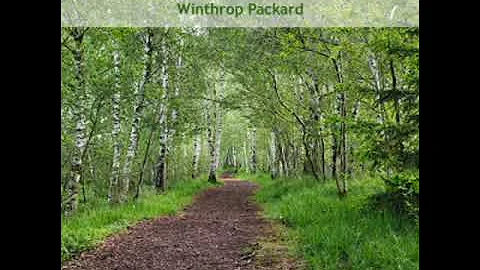 Woodland Paths by Winthrop Packard read by Various | Full Audio Book - DayDayNews