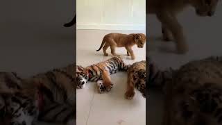 Two tiger 🐯 cub and one liger Cub playing #animallover #wildlife #trendingshorts #viralvideos.