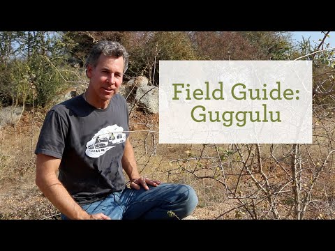 Guggulu (Guggul) Benefits | Sustainable Farm Project, Rajasthan, India