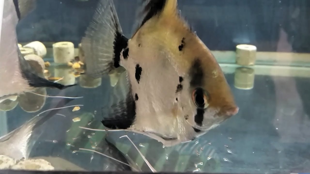 What To Feed Egg Layers Fry How To Feed Betta Fish Fry Or Angelfish what-to-feed-egg-layers-fry-how-to-feed-betta-fish-fry-or-angelfish