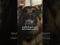 إصابة 11 إسرائيليًا جراء هجمات "ابن آوى" قرب بحيرة طبريا