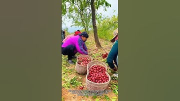 Shaking the Trees for an Abundant Harvest