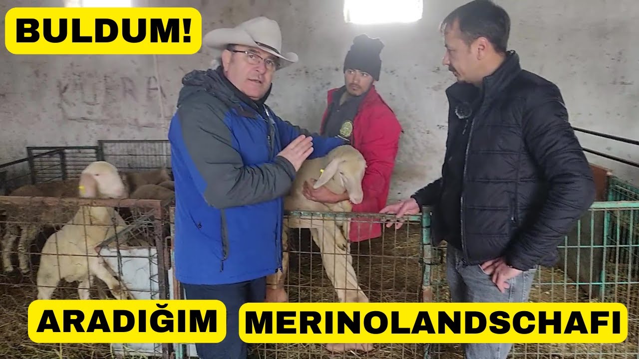 ARADIĞIM MERINOLANDSCHAFI BULDUM (Avrupa'nın En İri Irklarından)