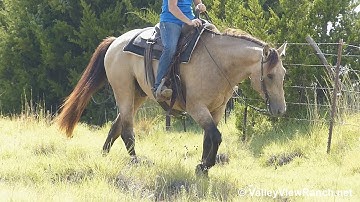 Freckles Dun Playboy - trail riding hills and woods! - ValleyViewRanch.net