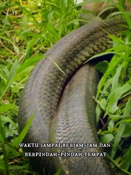 Mendebarkan, seperti ini pertarungan dua king cobra jantan #ular #kingcobra #shortvideo