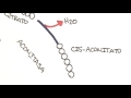 Respiración celular | 3 | Ciclo de krebs