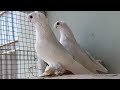 Узбекские голуби Сабиржана Турсунбаева г. Янгиюль, Узбекистан 🇺🇿 Usbekische Tauben