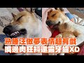 米克斯做夢表情超有戲　嘴邊肉狂抖還露牙齒XD｜寵物動物｜狗狗｜精選影片