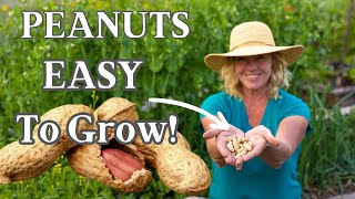 Planting & Growing Peanuts - Easy How To