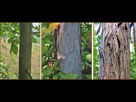 Video: May mga bulaklak ba ang mga hickory tree?