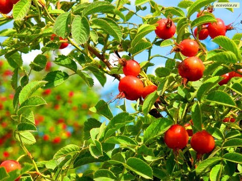 ასკილი,გაციებისა და გრიპის ერთ ერთი საუკეთესო საშუალება