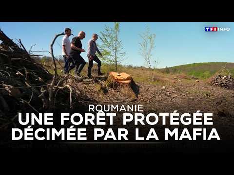 🌳 One of Europe’s oldest primary forests plundered for furniture!｜TF1 INFO