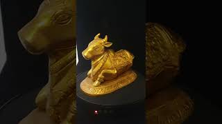 NaNDi (Bull) 1.7kg product video