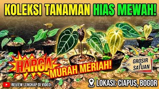 BEST SELLER NYA ANTHURIUM CIAPUS NIH GUYS.. 🔥🔥🔥
