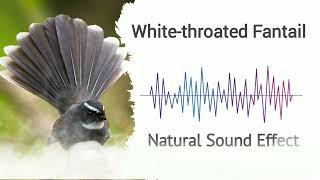 White-Throated Fantail Natural Sound Effects