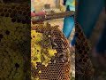 🍯🐝Roja’s honey bee farm karaikudi #shorts #shortvideo #agriculture #nature #honey #beekeeping