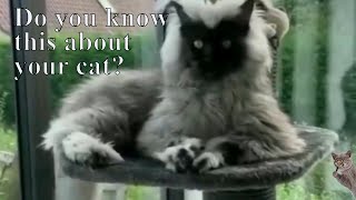 Interesting facts about cat life