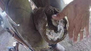 Recorte de Cascos Caballo Descalzo (BAREFOOT HOOF TRIMMING)