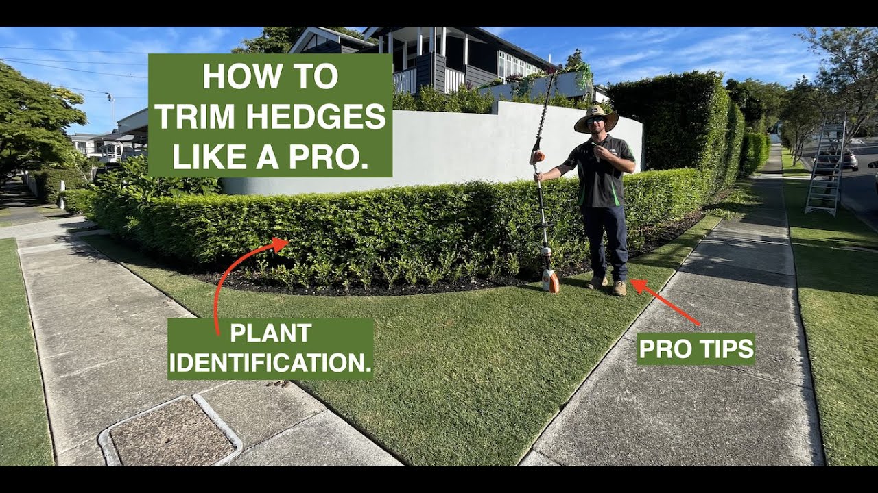 HOW TO TRIM HEDGES LIKE A PRO + the names of hedge plant varieties ...