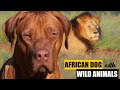 Rhodesian Ridgeback with WILD ANIMALS 🧡 FACTS