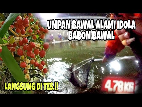 Umpan Bawal Babon Paling Jitu