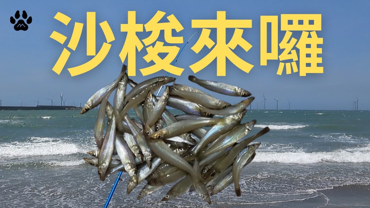 沙梭來囉!!!享受釣魚抖動的快感!!! #山狗大#釣魚#fishing#台湾釣り#遠投#沉底#灘釣#沙梭