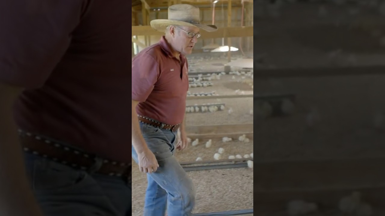 Tips for your chick brooder | Joel Salatin #pasturedpoultry #chickenfarmer #farming #polyfacefarms
