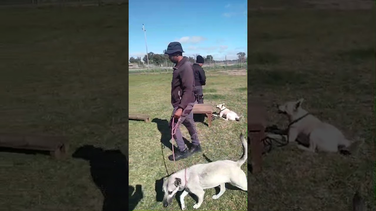 Gem Adoption Dogs | Dogs Busy with Training pt 2 | Gem Project Sanctuary Diaries