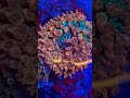 Rainbow bubble tip anemone