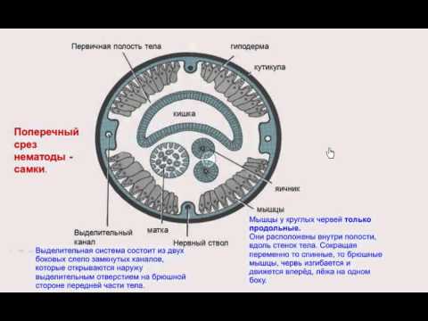 строение круглых червей