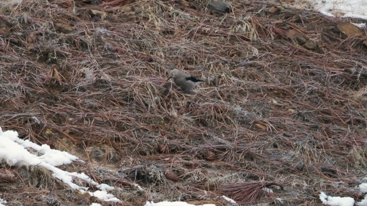 Clark's Nutcracker seed hunting among the pine needles