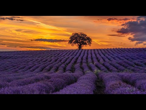 Peaceful Relaxing Music • Stress Relief Lilac Wallpaper, Instrumental Music, Beautiful Piano Music