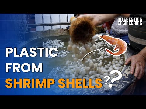 Video: Är musselskal biologiskt nedbrytbara?